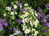 Petunias white and blue 